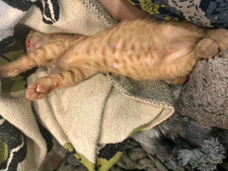 A baby medium-sized male Tabby (Orange / Red) Tabby cat named Festus for adoption in Pineville, LA