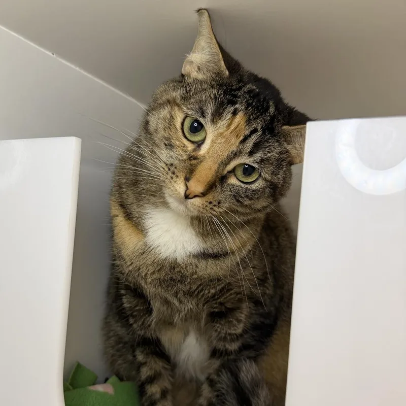 An adult large-sized female Domestic Short Hair cat named Poppy for adoption in Los Angeles, CA