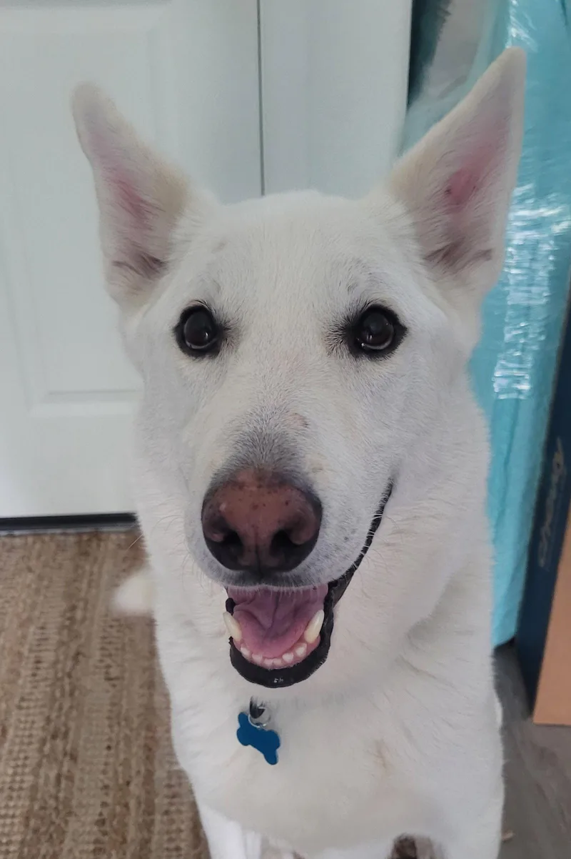 An adult large-sized male White German Shepherd dog named Rocky for adoption in Londonderry, NH