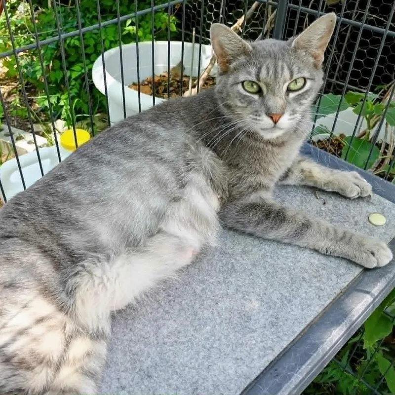 An adult medium-sized female Gray / Blue / Silver Domestic Short Hair cat named Piper for adoption in Austin, TX