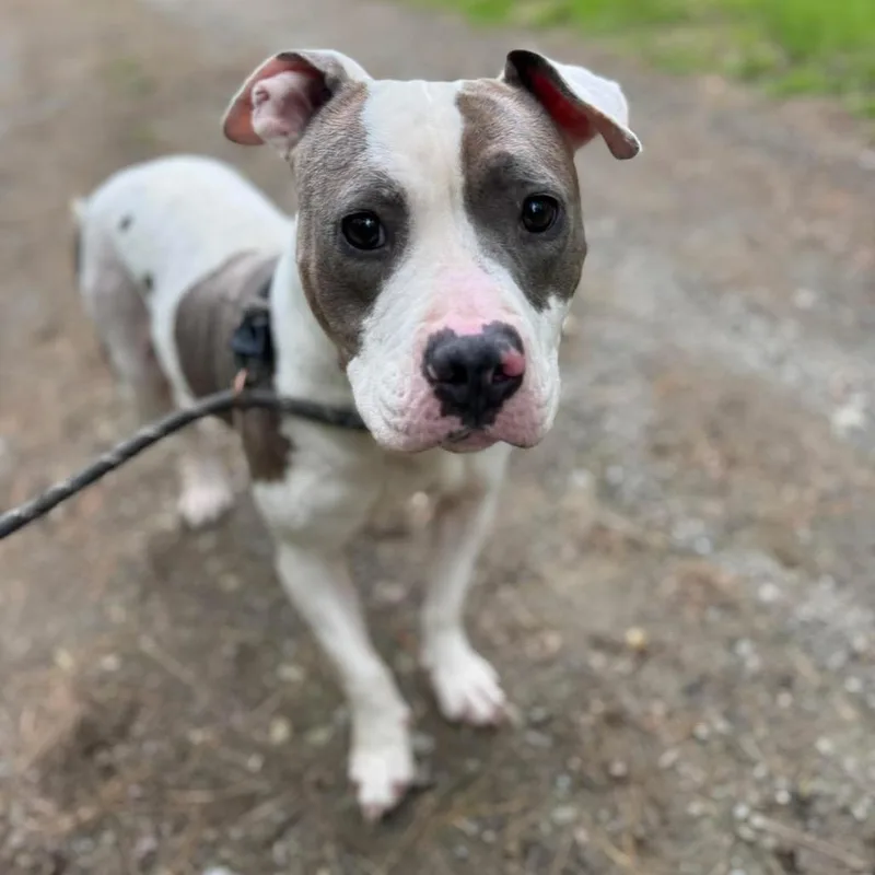 An adult medium-sized female Gray / Blue / Silver Mixed Breed dog named Llama for adoption in Vassalboro, ME