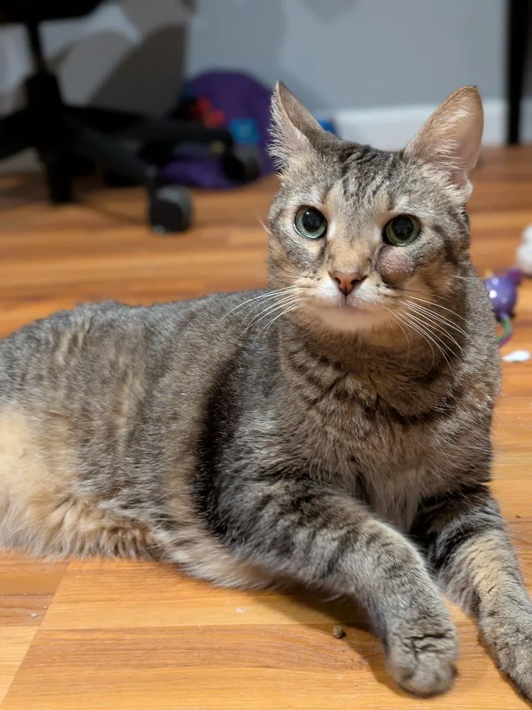A senior large-sized male Domestic Short Hair cat named Leroy for adoption in Minneapolis, MN