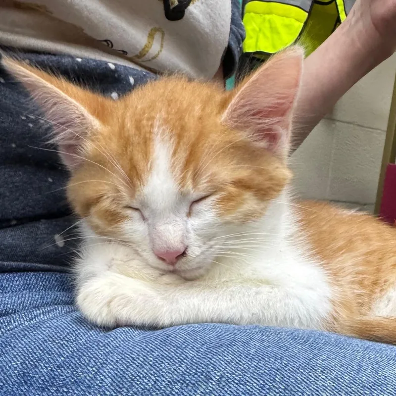 A baby small-sized male Orange / Red Domestic Short Hair cat named Castiel for adoption in Madisonville, KY