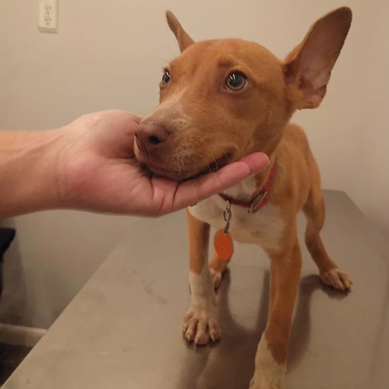 A baby small-sized female Mixed Breed dog named Twiggy for adoption in Danville, VT