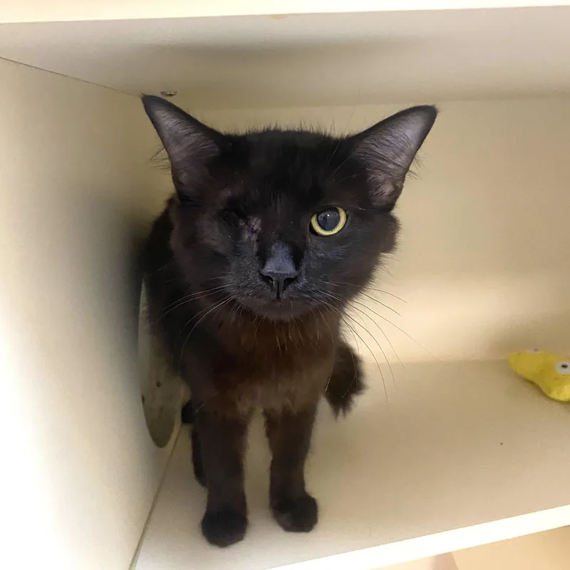 A young medium-sized female Black Domestic Medium Hair cat named Esme for adoption in Elyria, OH