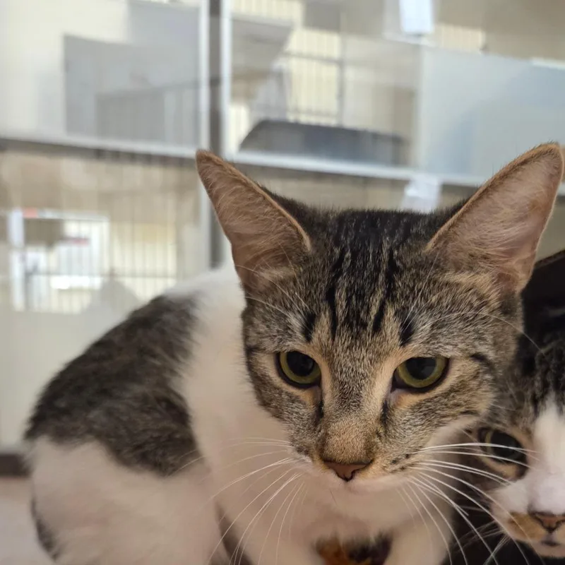 A young medium-sized female White Domestic Short Hair cat named Gwenny for adoption in Ballston Spa, NY