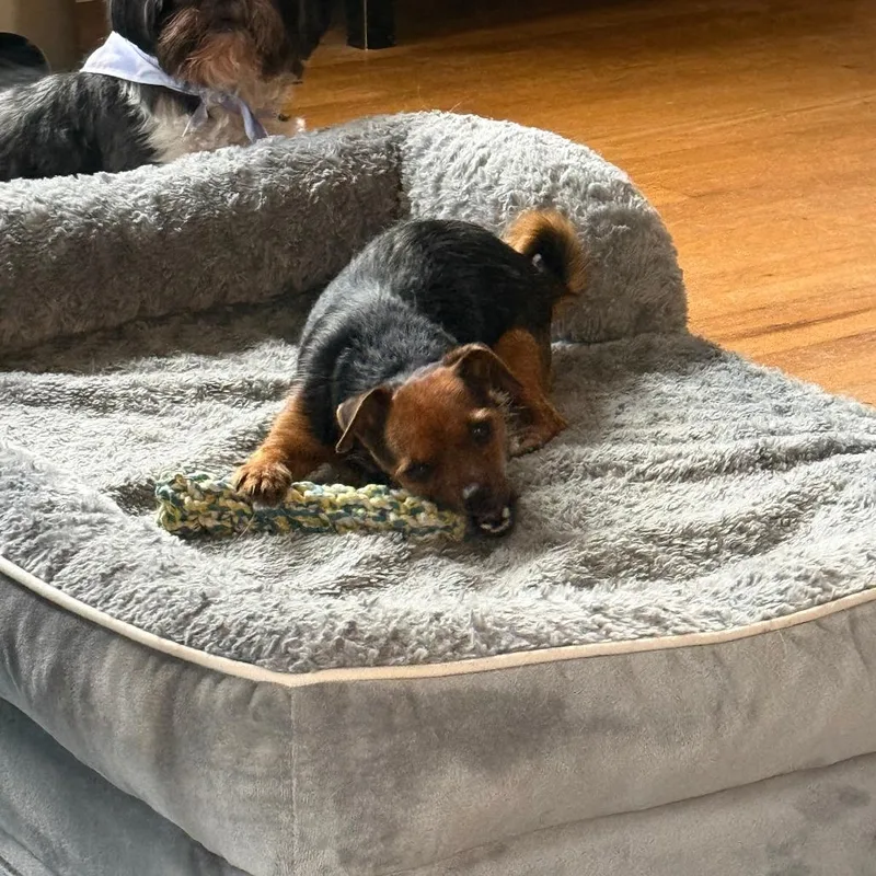A young medium-sized female Yorkshire Terrier dog named Dolly for adoption in Madison, WI