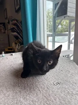 A baby small-sized female Domestic Short Hair cat named Skully for adoption in Paducah, KY