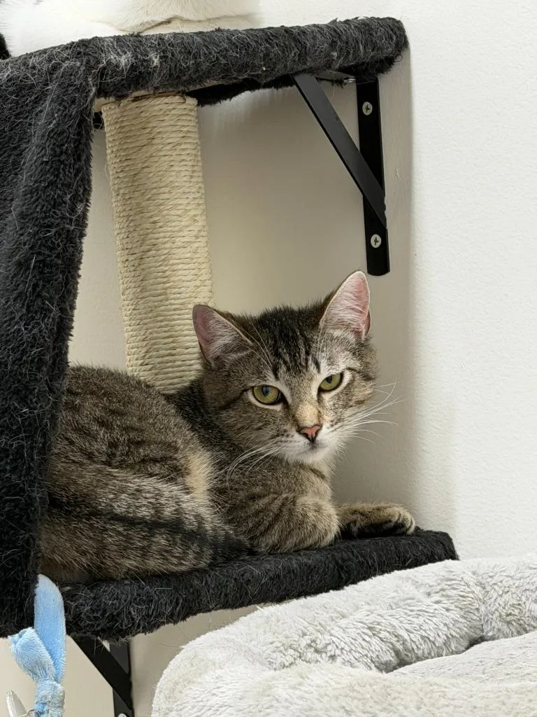 A young medium-sized female Domestic Short Hair cat named Tabitha for adoption in Napa, CA