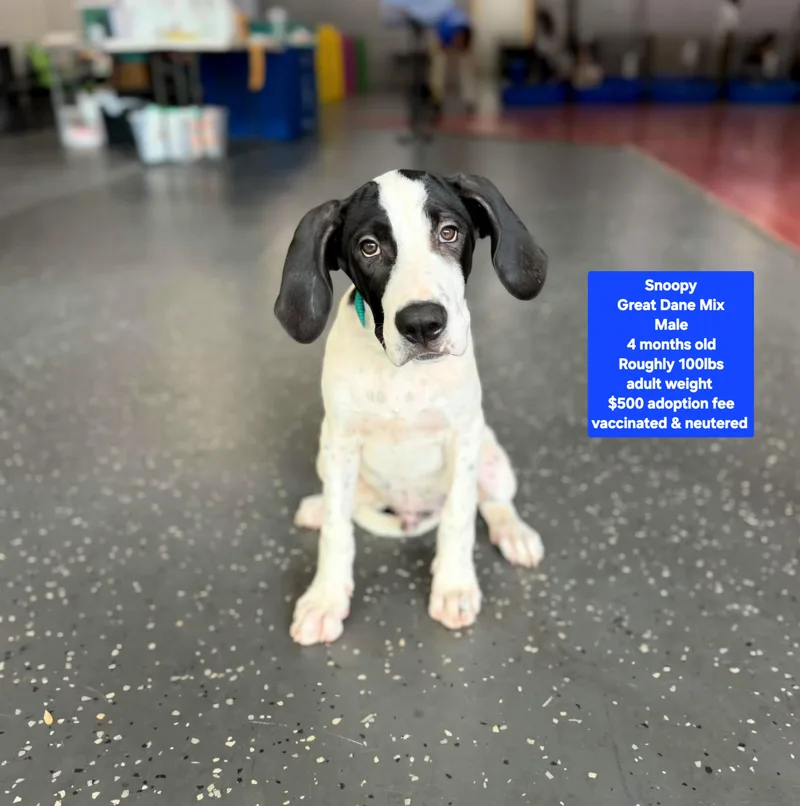 A baby large-sized male Great Dane dog named Snoopy for adoption in Oviedo, FL