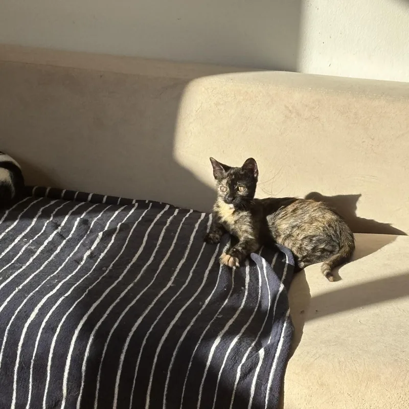 Cinnamon Bun thumbnail 3