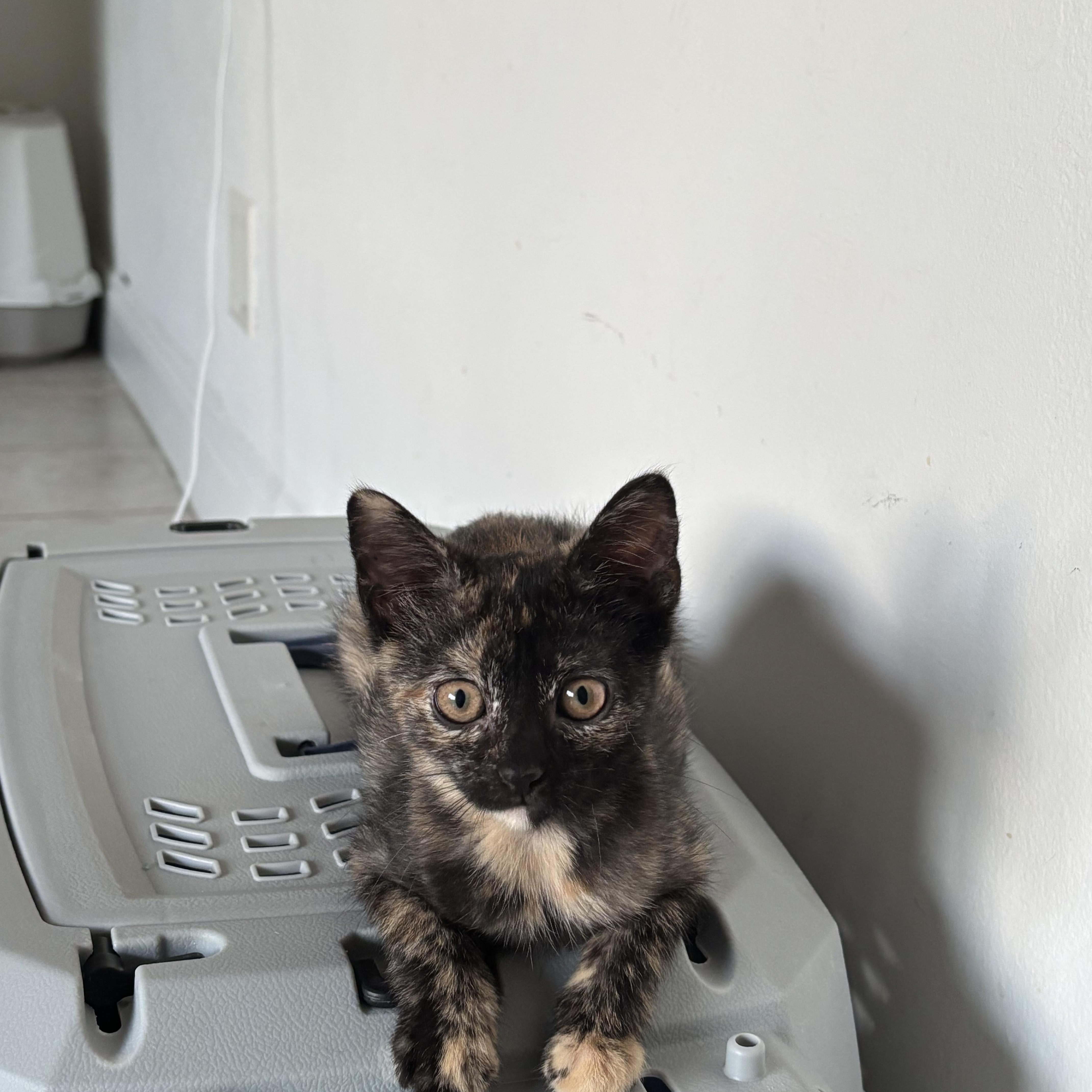 Cinnamon Bun thumbnail 4