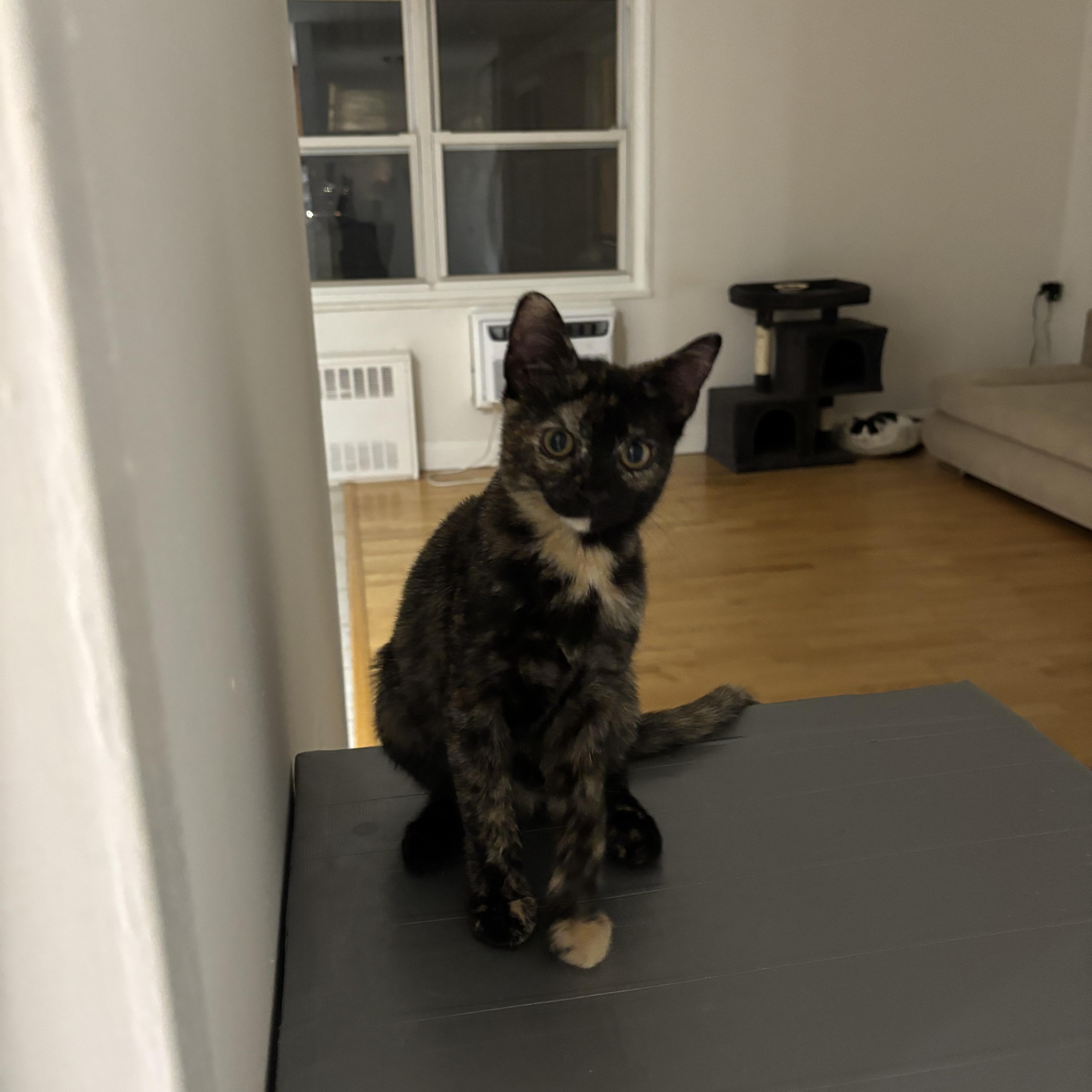 Cinnamon Bun thumbnail 6