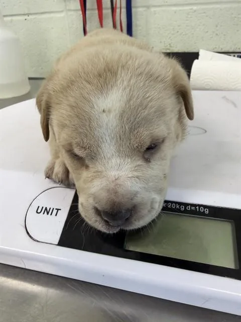 A baby small-sized male Labrador Retriever dog named Cardinal for adoption in Corpus Christi, TX
