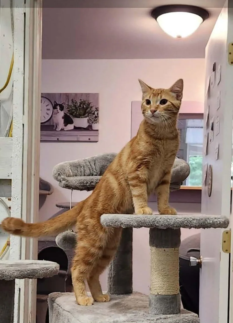 A young medium-sized male Tabby (Brown / Chocolate) Domestic Short Hair cat named Mo for adoption in Wild Rose, WI