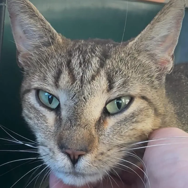 A young medium-sized female Domestic Short Hair cat named Purmina for adoption in Philadelphia, PA