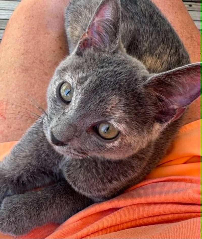 A baby small-sized female Domestic Short Hair cat named Violet for adoption in Ballwin, MO