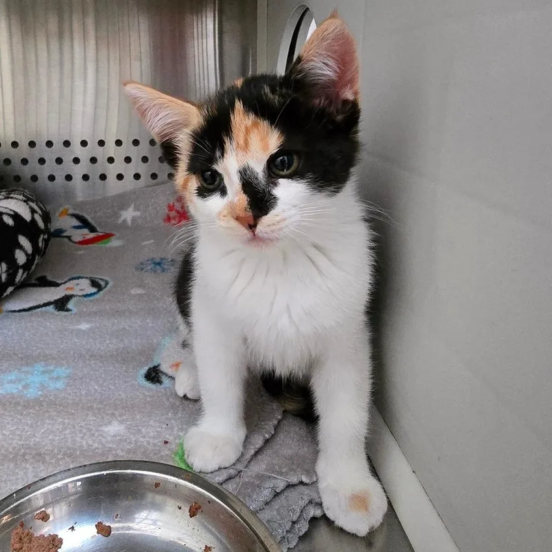 A baby small-sized female Calico Domestic Short Hair cat named Amelia Furheart for adoption in Denver, CO