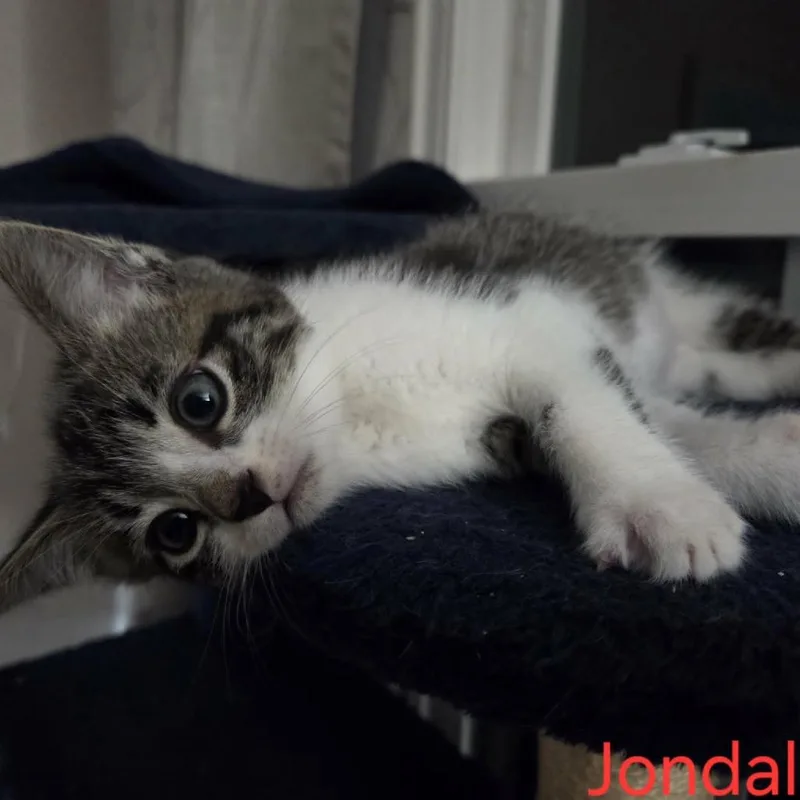 Jondal
