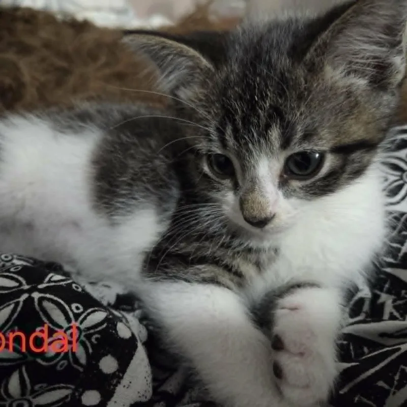 Jondal thumbnail 3