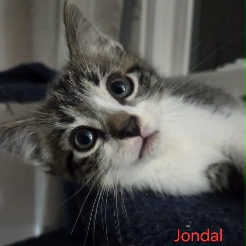 Jondal thumbnail 4
