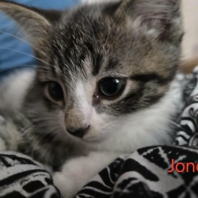 Jondal thumbnail 6