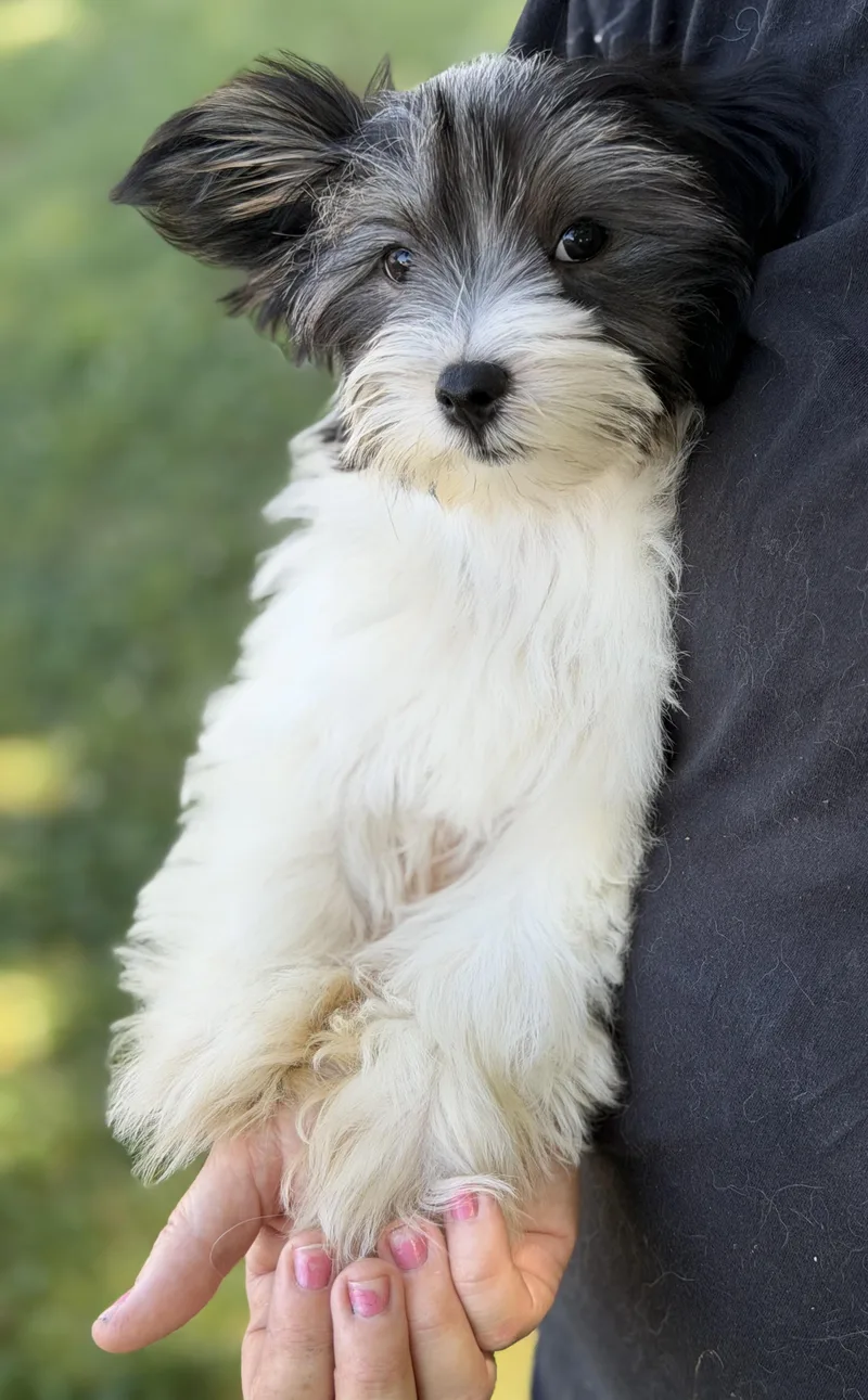 A baby small-sized male Yorkshire Terrier dog named Bodhi for adoption in Yuba City, CA