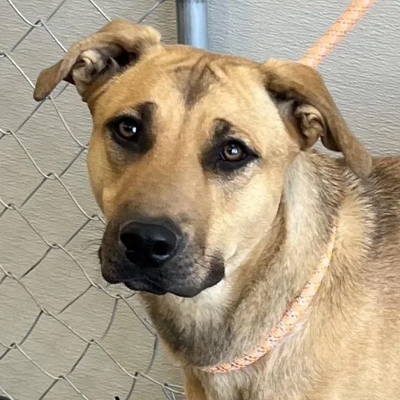 An adult large-sized female Mixed Breed dog named Littles for adoption in Las Cruces, NM