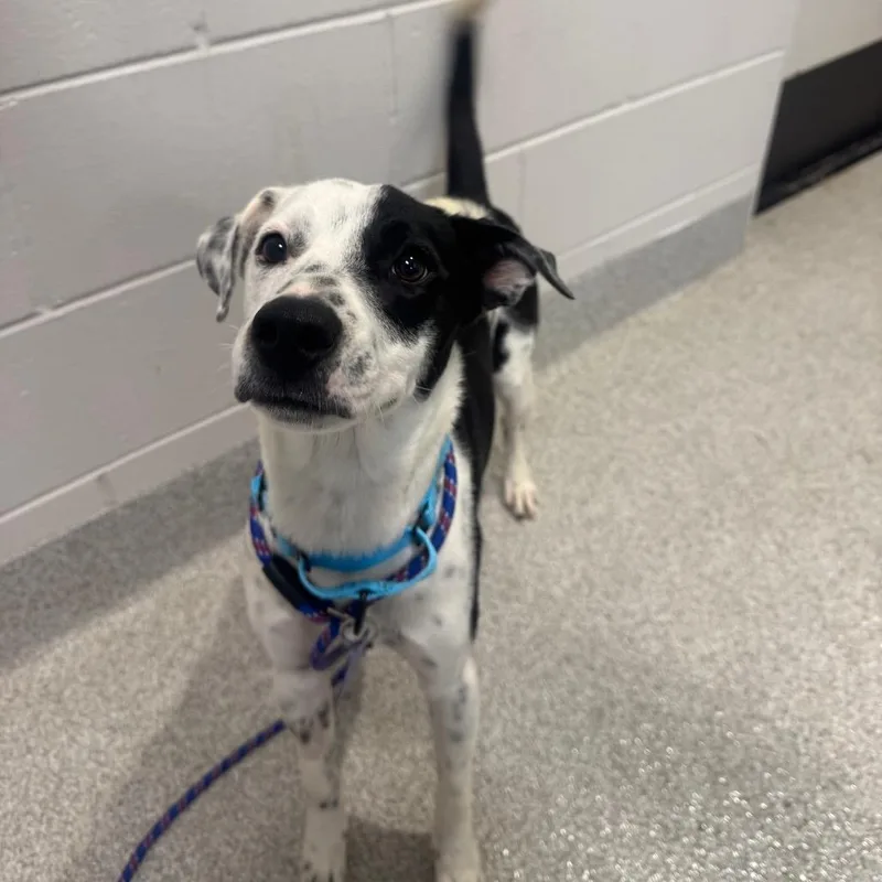 A young medium-sized male White / Cream Labrador Retriever dog named Oreo for adoption in Englewood, FL