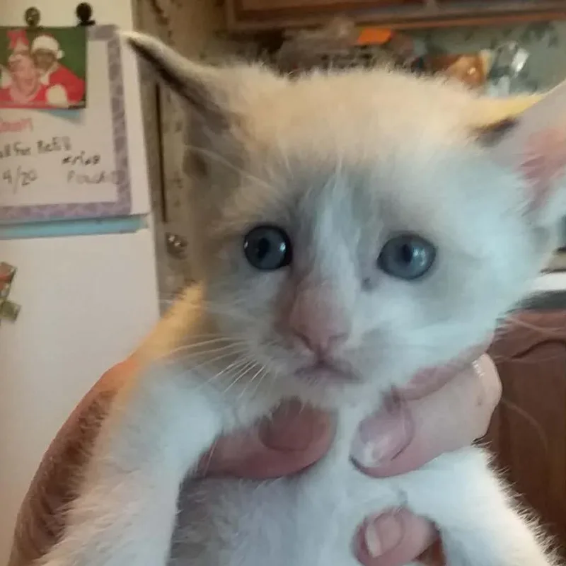 A baby small-sized male White Domestic Short Hair cat named Cotton for adoption in Brevard, NC