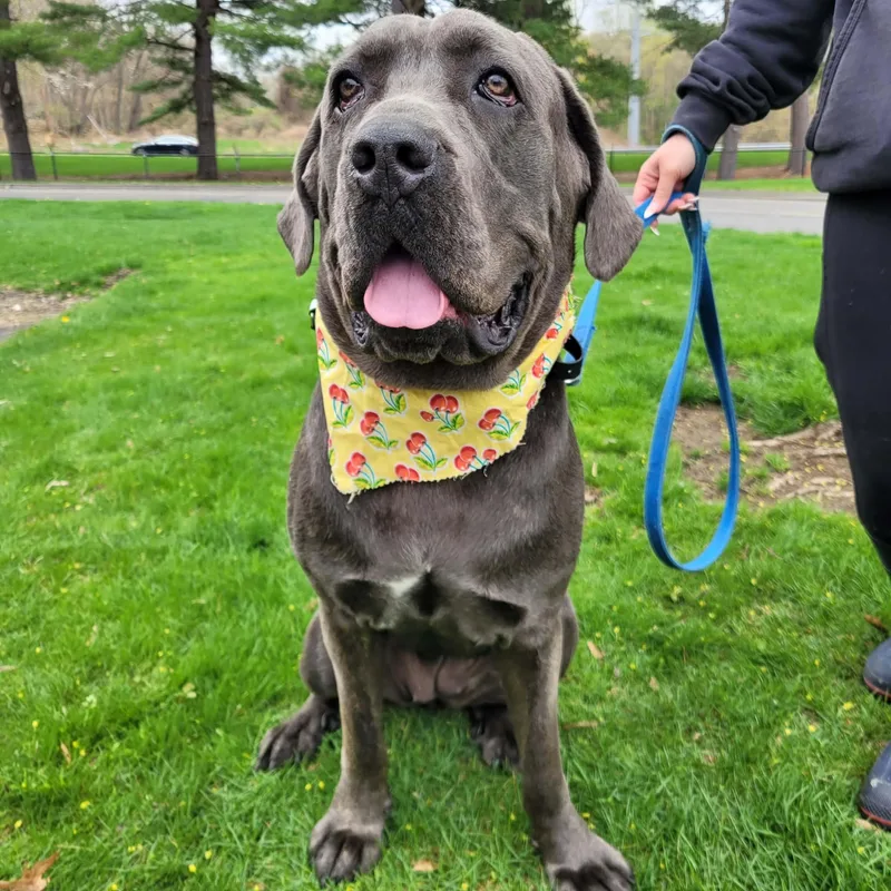 A young large-sized female Gray / Blue / Silver Cane Corso dog named Nyah for adoption in Middlebury, CT