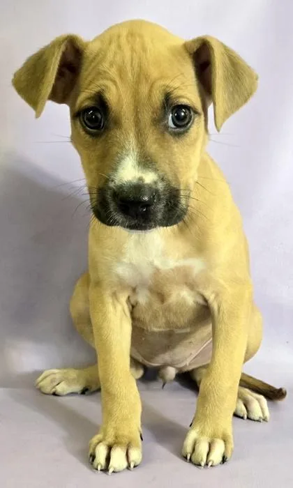 A baby large-sized female Boxer dog named Terri for adoption in Morton Grove, IL