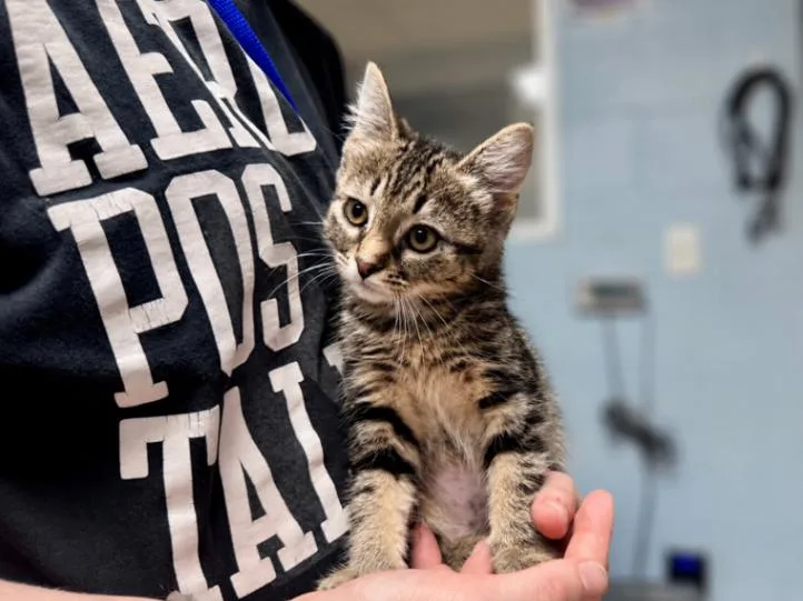 A young medium-sized female Tabby (Tiger Striped) Domestic Short Hair cat named Harlowe for adoption in Wooster, OH
