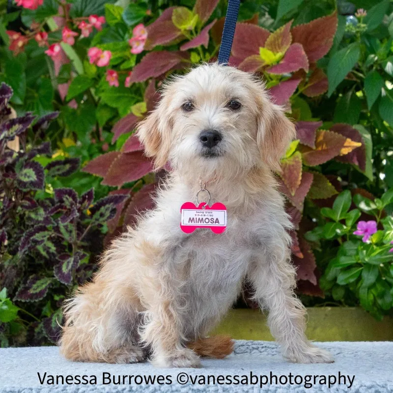 A young small-sized female White / Cream Terrier dog named Mimosa for adoption in Wake Forest, NC