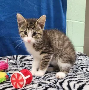 A young medium-sized male Domestic Short Hair cat named Paco for adoption in Bucyrus, OH