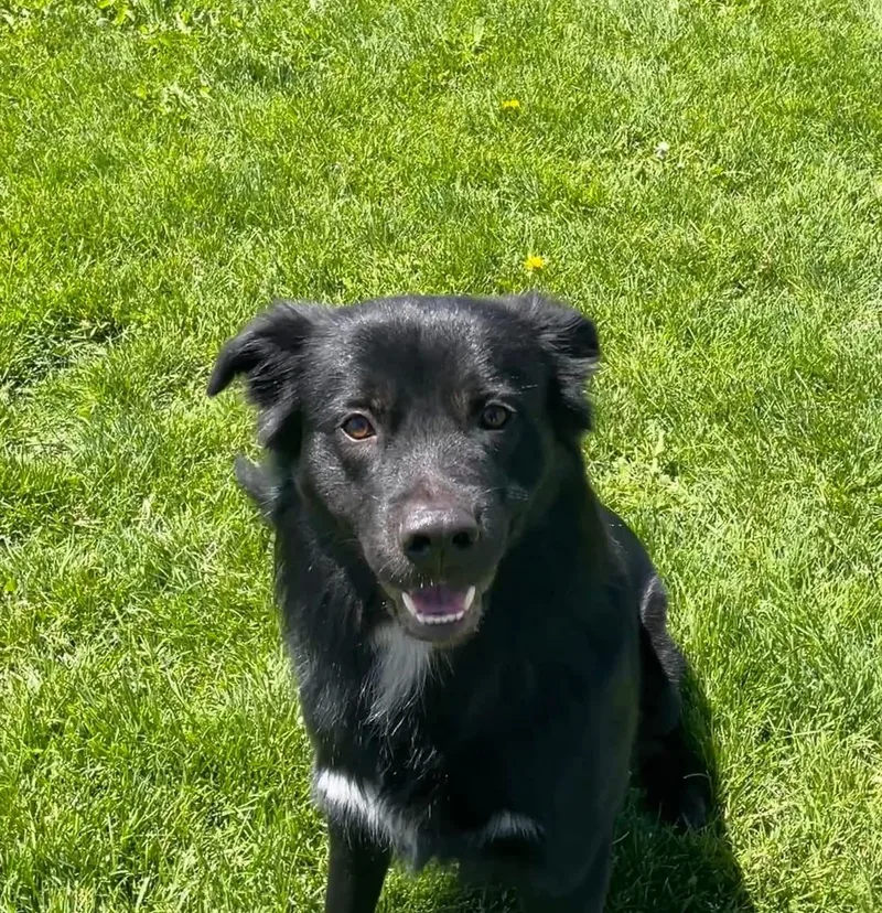 An adult medium-sized male Black Labrador Retriever dog named Kooda for adoption in Prineville, OR