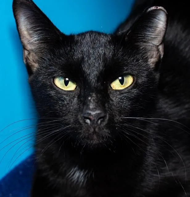 A young medium-sized female Domestic Short Hair cat named Joey for adoption in Boston, MA