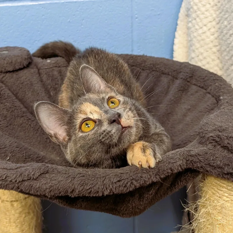 A baby medium-sized female Dilute Tortoiseshell Domestic Short Hair cat named Sylvia for adoption in Lowell, AR