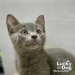 A baby medium-sized male Gray / Blue / Silver Domestic Short Hair cat named Artemis for adoption in Washington, DC