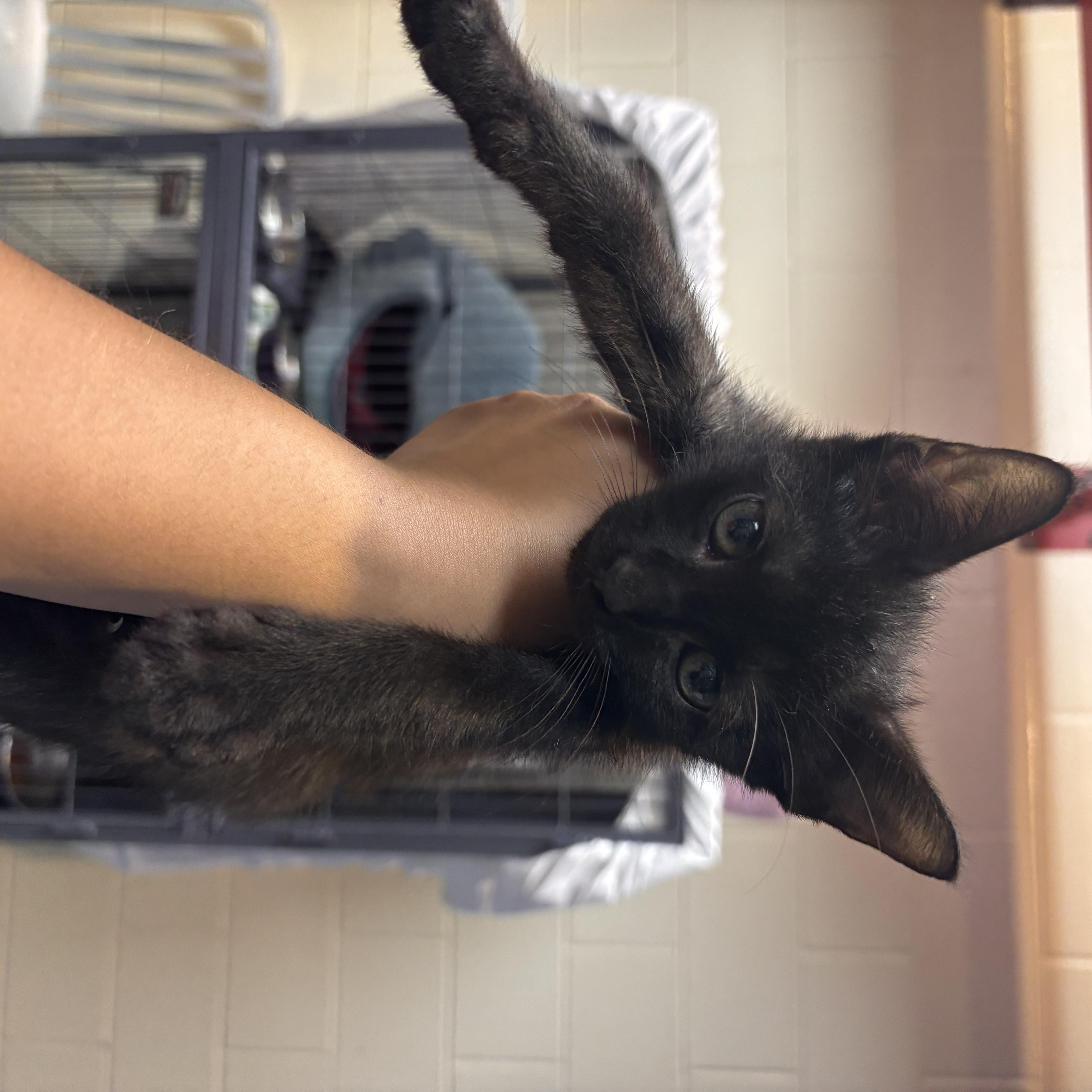 A baby medium-sized male Black Domestic Short Hair cat named Honeydew for adoption in Charleston, SC