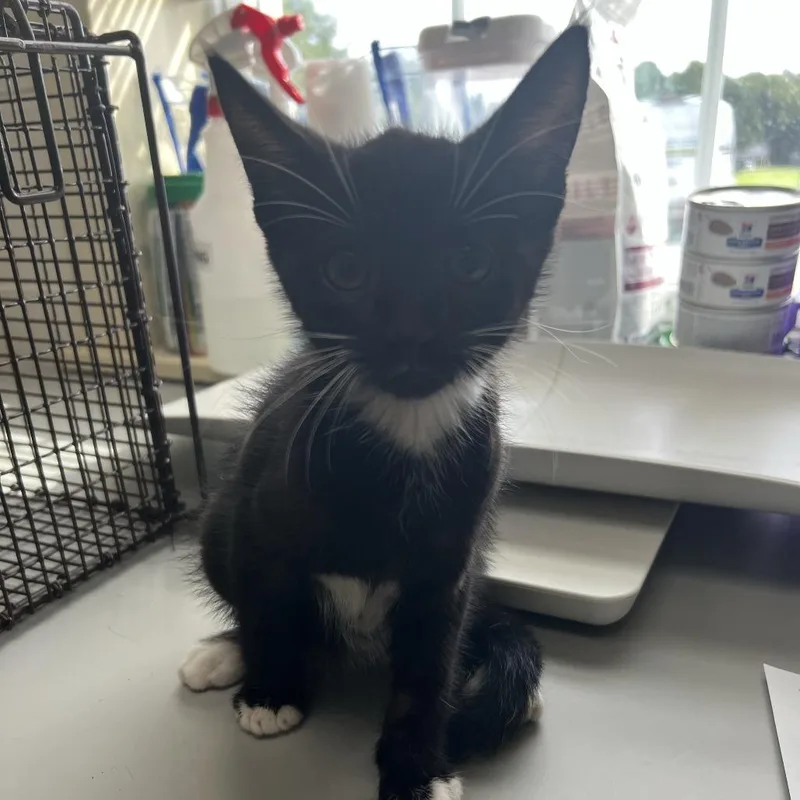 A baby small-sized male Black Domestic Short Hair cat named Platinum for adoption in Windsor, VA