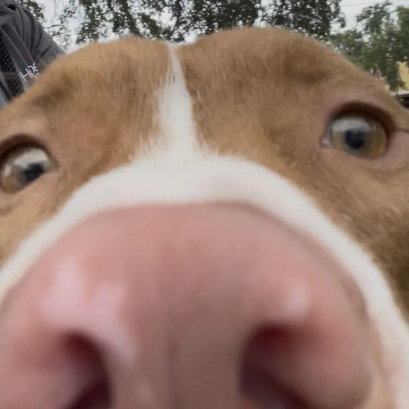 Bubba thumbnail 2
