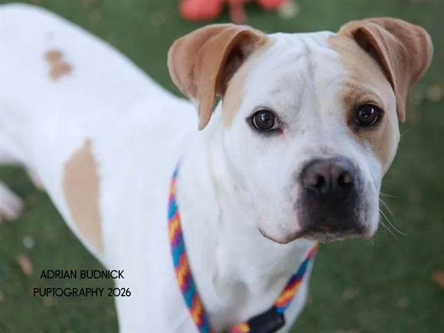An adult medium-sized male Brown / Chocolate Mixed Breed dog named Twix for adoption in Nashville, TN