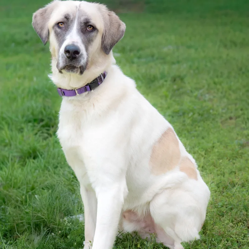 An adult extra large-sized male Tricolor (Brown, Black, & White) Anatolian Shepherd dog named Reece for adoption in Nashville, TN