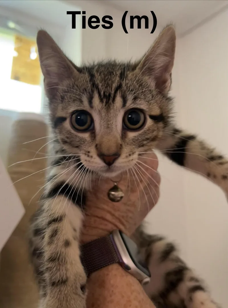 A baby medium-sized male Domestic Short Hair cat named Ties for adoption in Saugerties, NY