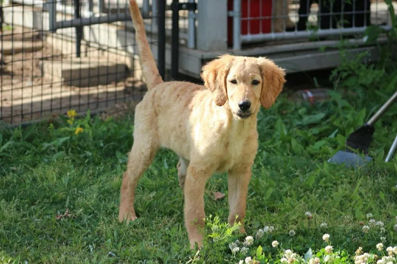 A baby large-sized female Golden Retriever dog named Poppy Bloom for adoption in Gorham, ME