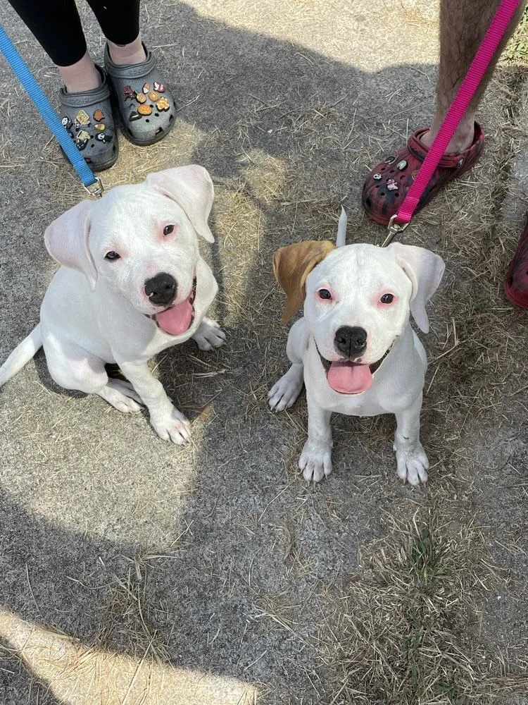 A baby small-sized female White / Cream Pit Bull Terrier dog named Biscuit for adoption in Silsbee, TX
