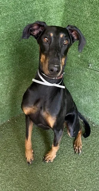 A young large-sized female Doberman Pinscher dog named Harley for adoption in Lancaster, CA