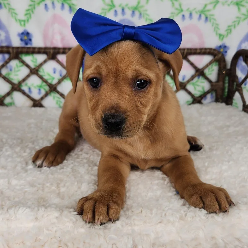 A baby small-sized female Brown / Chocolate Great Dane dog named Crumb Snatcher for adoption in Fort Wayne, IN