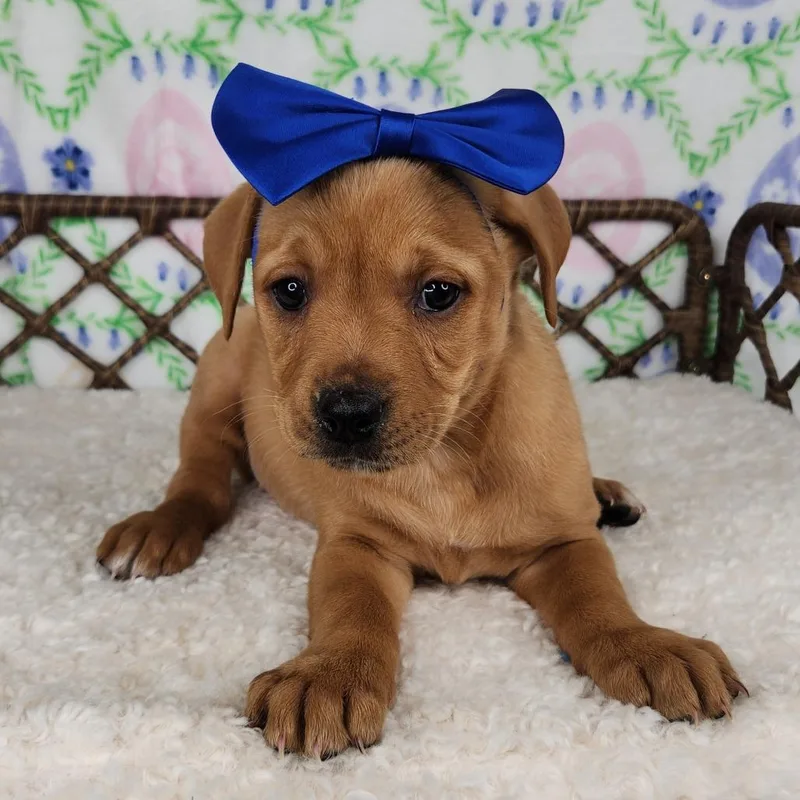 Crumb Snatcher thumbnail 2